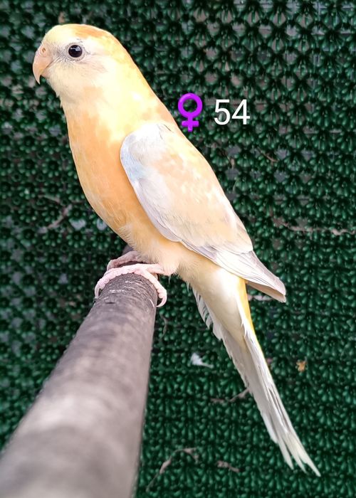 Red Rumpeds Criador Legal ICNF