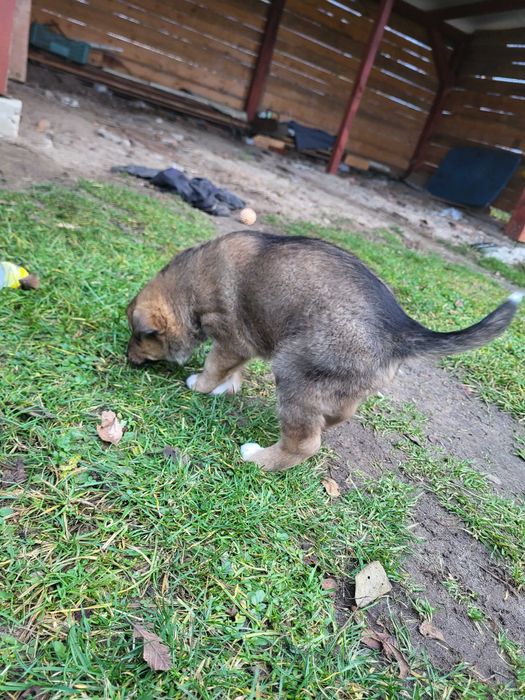 Oddam za darmo małą suczkę.