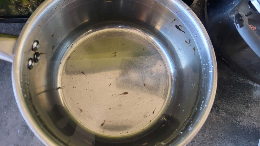 Gupik rybka. Narybek