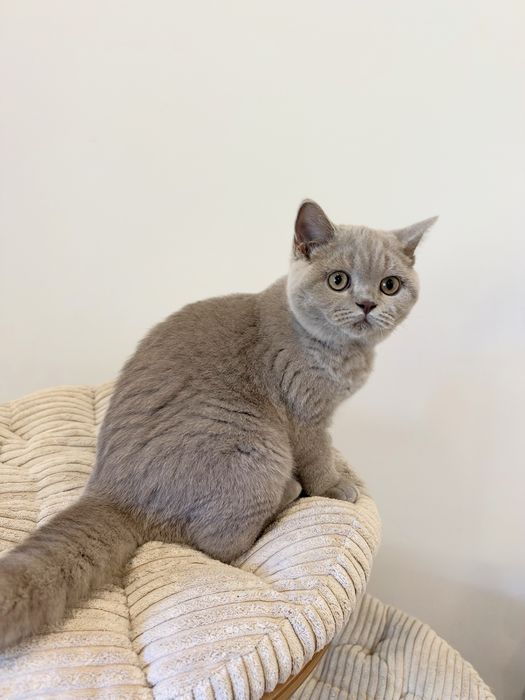 Fêmea British  Shorthair com LOP