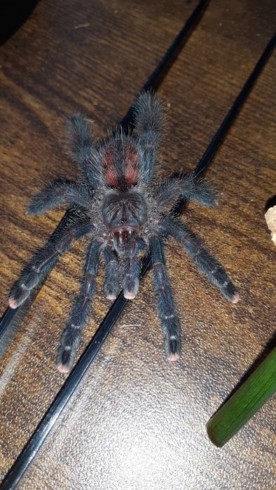 Avicularia Peru purple/ avicularia juruensis m2 peru purple smaica 2dc