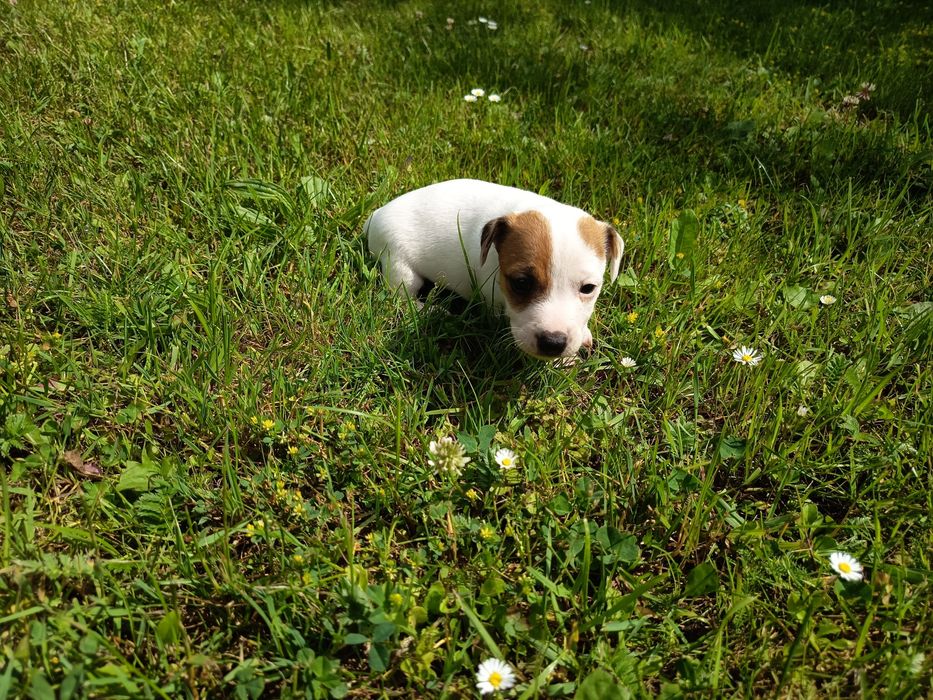 Jack Russell Terrier
