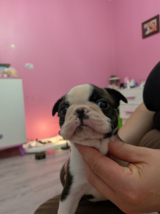 Szczeniak Boston terrier chłopiec :)