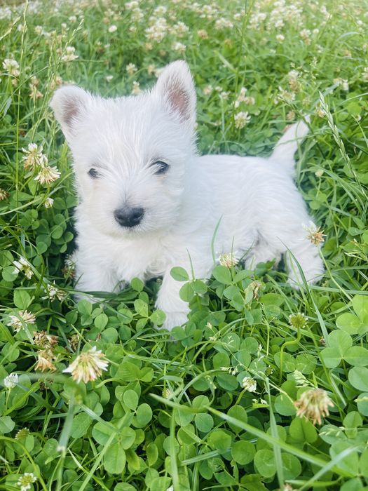 Sprzedam pieski zdrowe West Highland white terrier