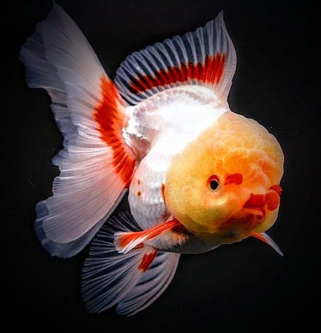 ,,Oranda Red fin,, goldfish welonka welonek welon welonki welonka