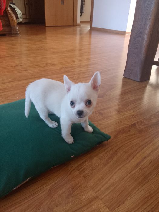 Chihuahua Biały Piesek