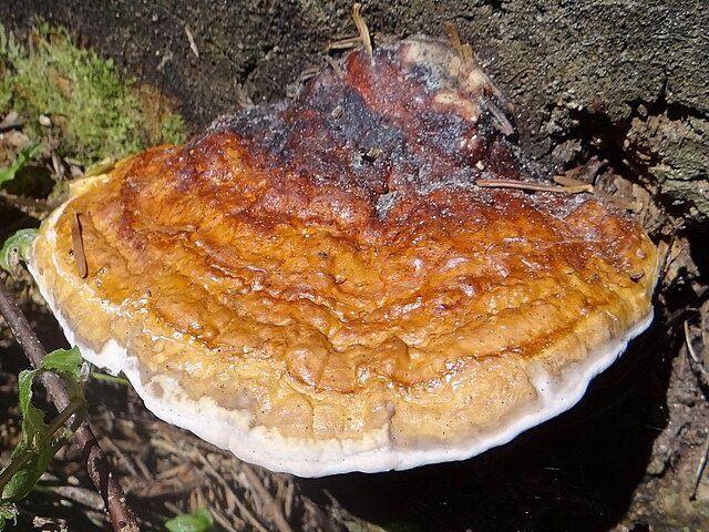 Pniarek obrzeżony 100gram