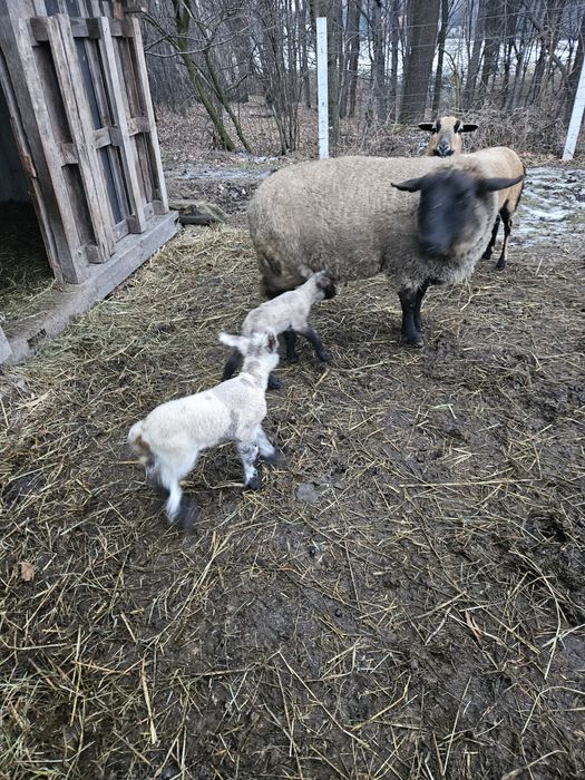 Sprzedam stado owiec