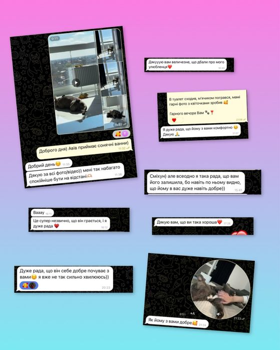 Індивідуальна перетримка ваших улюбленців. Собак. Зооняня. Лівий берег