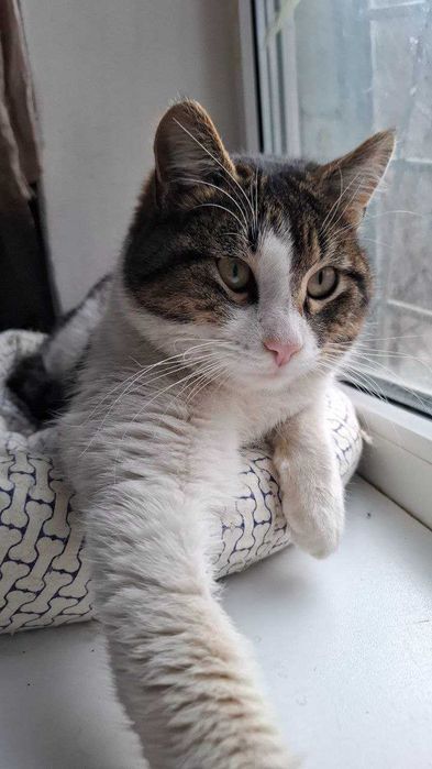 Офігітєльний коте Єврік