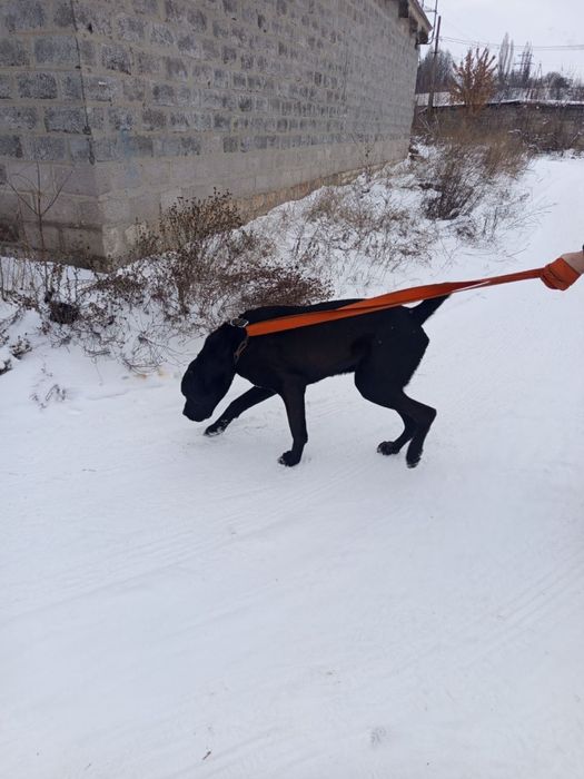 Отдам бесплатно САО