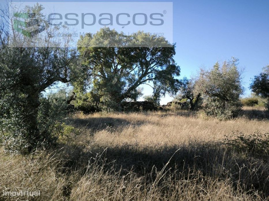 Olival da Lomba - Salgueiro do Campo