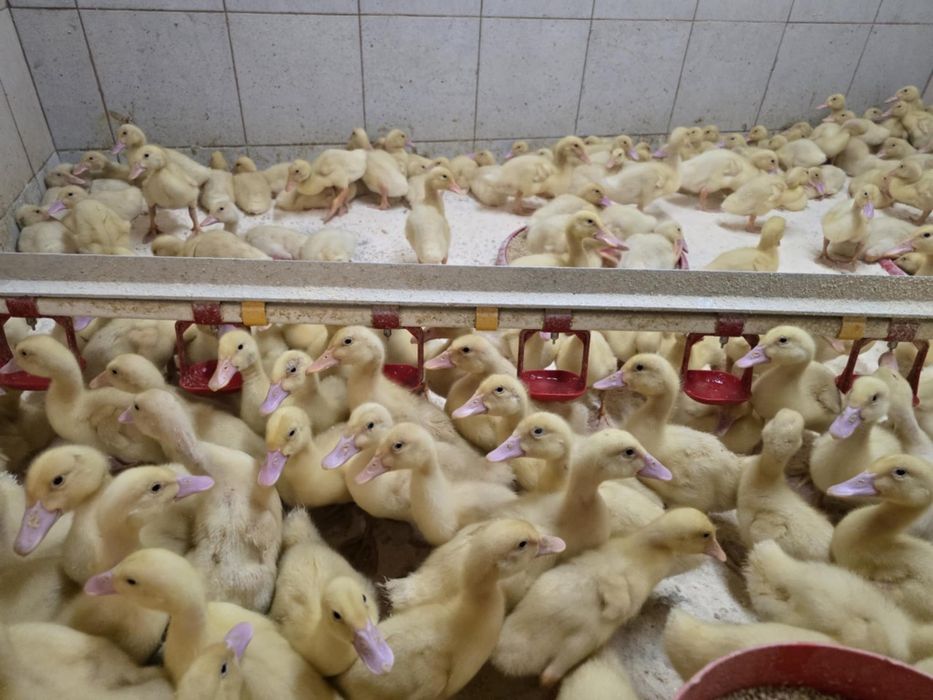 Kaczki Pekin maksimus ! Zapisy na koniec Stycznia! Dowóz do klient