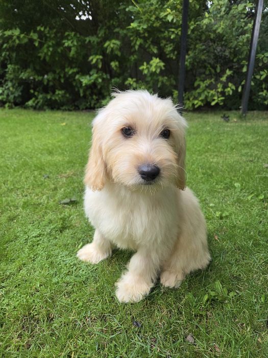 Goldendoodle mini suczka