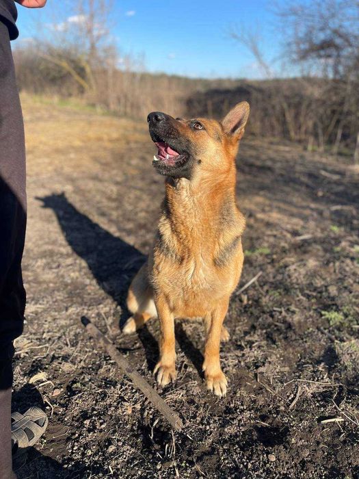 Пропоную на бронь цуценят Німецької вівчарки