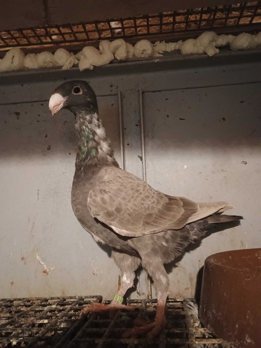 Niemieckie wystawowe