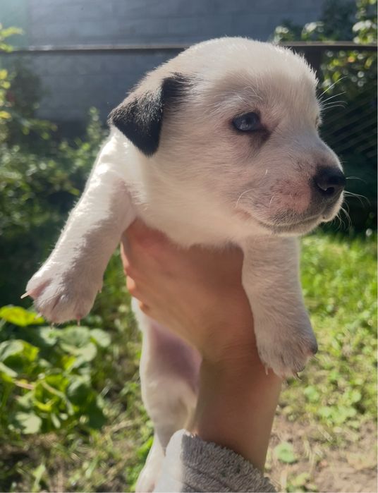 Віддамо собачок в гарні та люблячі руки