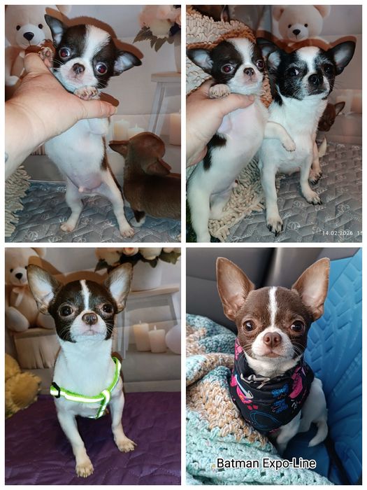 Бетмен пропонує в'язку, міні, 1,5 кг, Чіхуахуа, КСУ