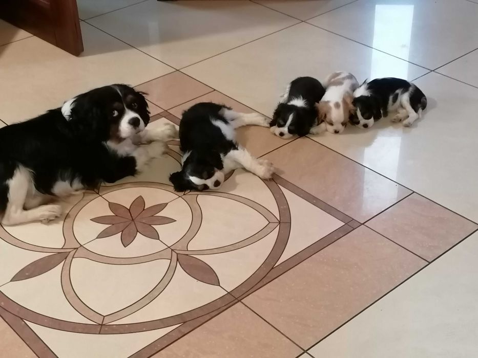 Cavalier King Charles Spaniel chłopczyk z RODOWODEM