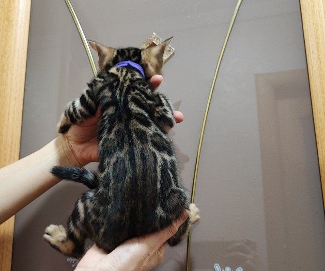 Бенгал. Хлопчик. Клубний. Розетка на золоті!