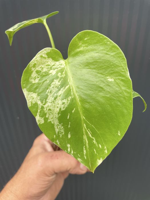 Monstera bulbasaur