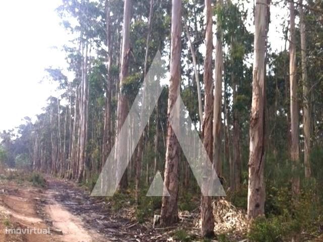Terreno eucaliptal a um passo do centro de Ílhavo