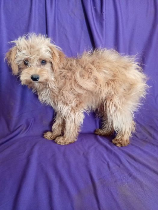 Мальтипу підрощені ласкаві привиті