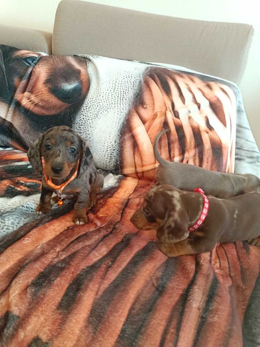 Jamnik krótkowłosy minatura merle