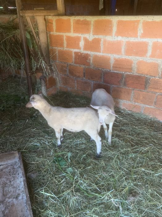 Borregos com 3 meses