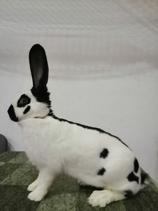 Srokacze niemieckie Rodowód Wysyłka