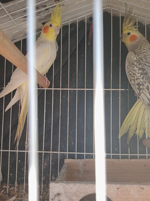 Caturras vendo casal super giro