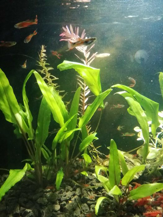 Krewetki na kranówce głównie czerwone