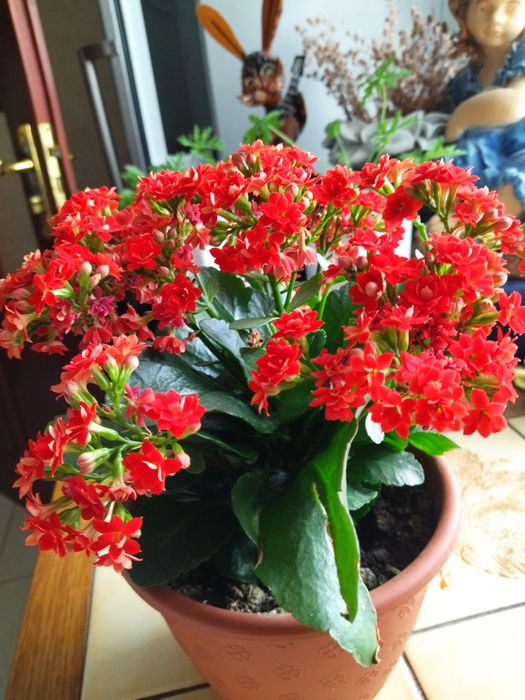 Каланхоє блоссфельда червоне