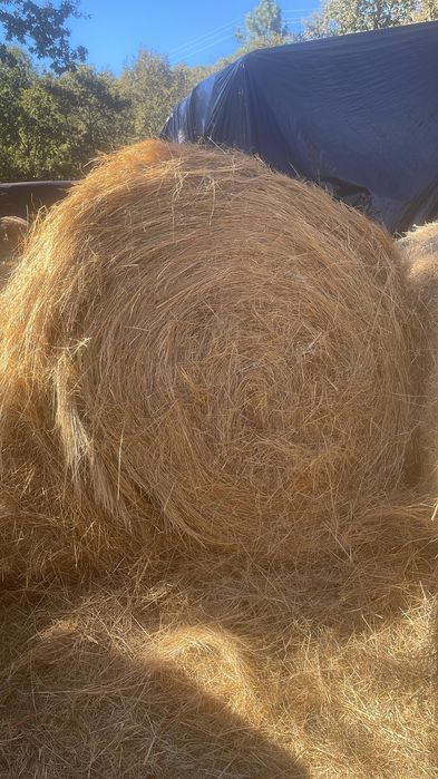 Rolos Feno Bom Preço