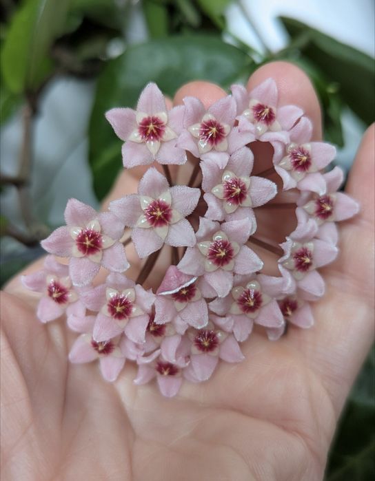 HOYA - Sprzedam/wymienię hoje | prywatna kolekcja