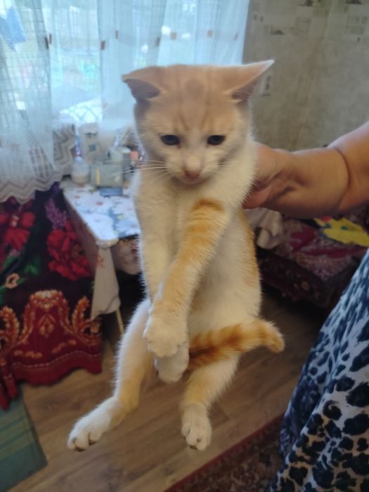 Отдам котенка 3.5 месяца