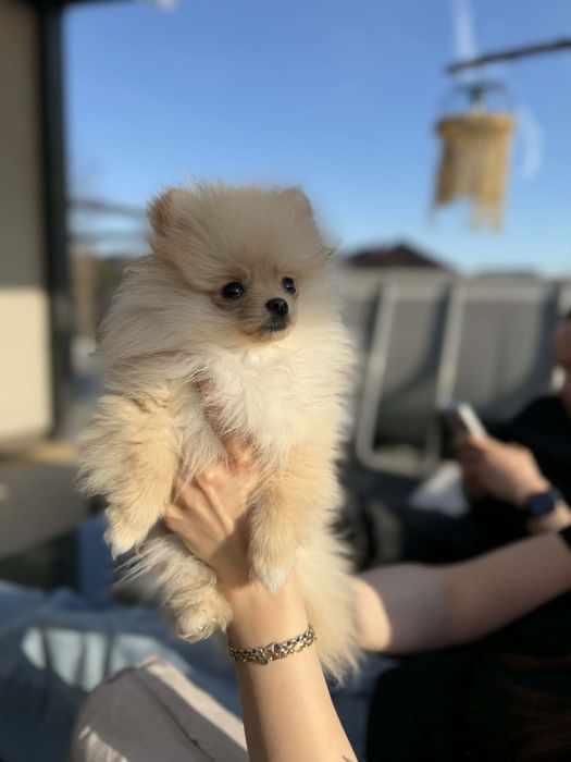 Piekna suczka Pomerania