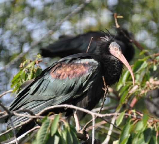 Íbis Eremita (Geronticus Eremita)