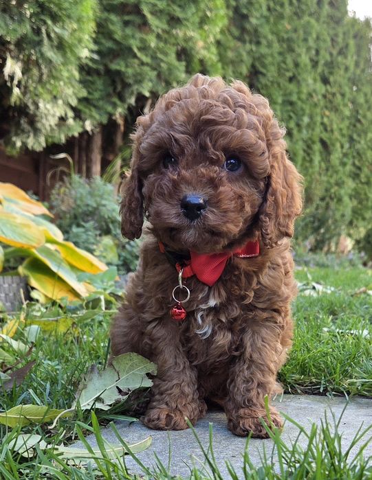 Cavapoo Samczyk F1B