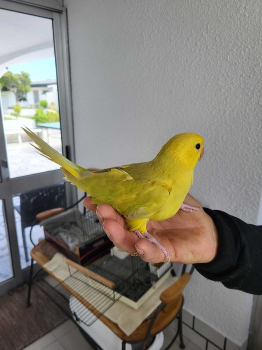 Ring Necks Cobalto amarelo e cinza criados á mâo