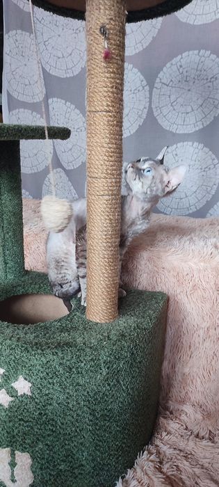 Девон рекс хлопчик красень