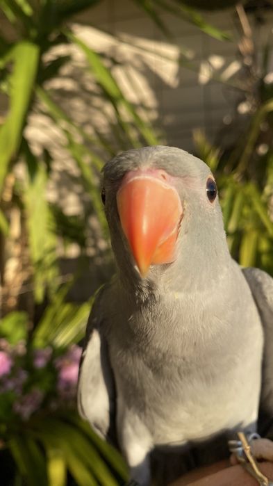 Ring neck domesticado -oportunidade