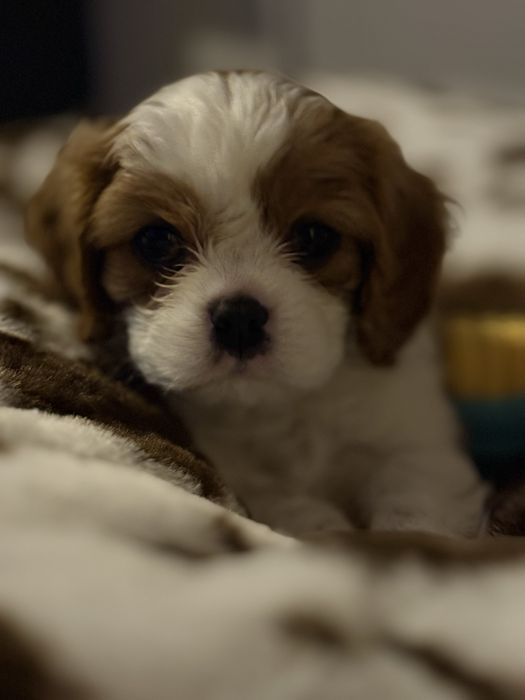 Cavalier King Charles Spaniel FCI piesek blenheim