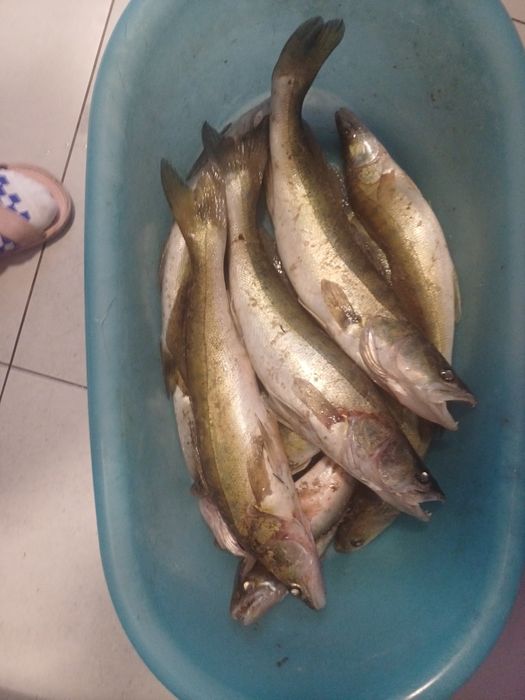 Świerże , Jeziorne i smaczne RYBY.. (sandacze,karpie)