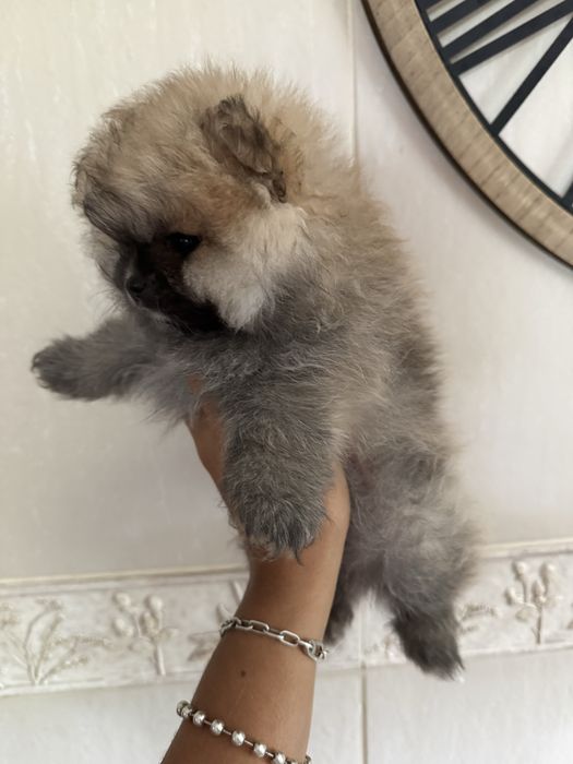 Menina spitz anao laranja