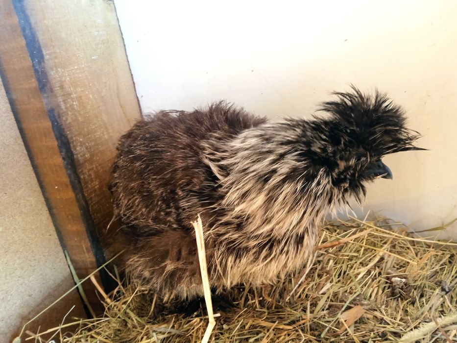 Kury rasowe brachmy kochiny liliputy karzełki łapciate  silki