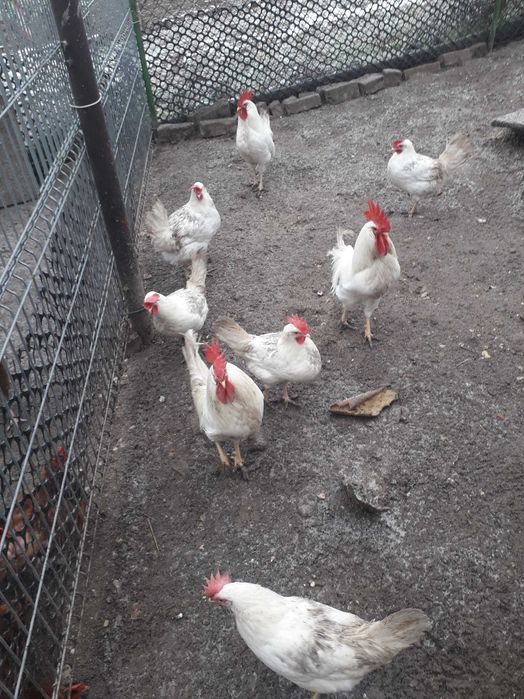 Koguty leghormy z kwietnia 2025roku