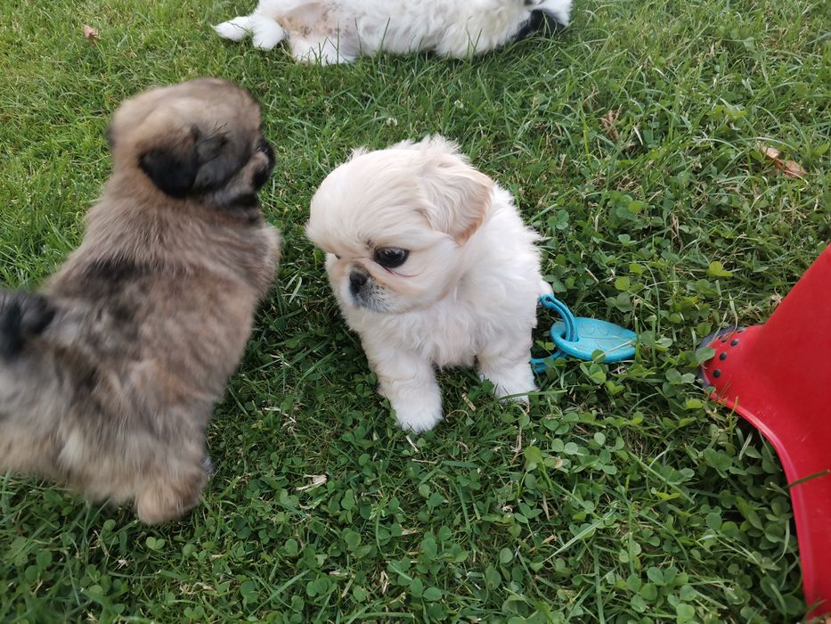 Pekińczyk Szczeniak  Nie Shih Tzu