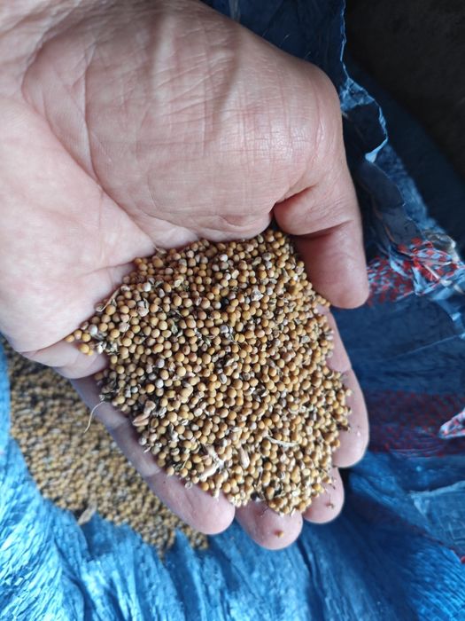 Gorczyca (gorczyca na poplon)