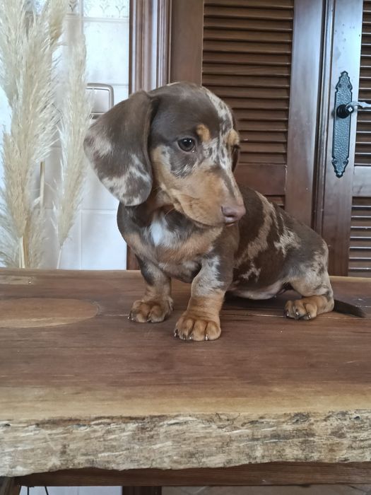 Teckel choco merle femea soberba